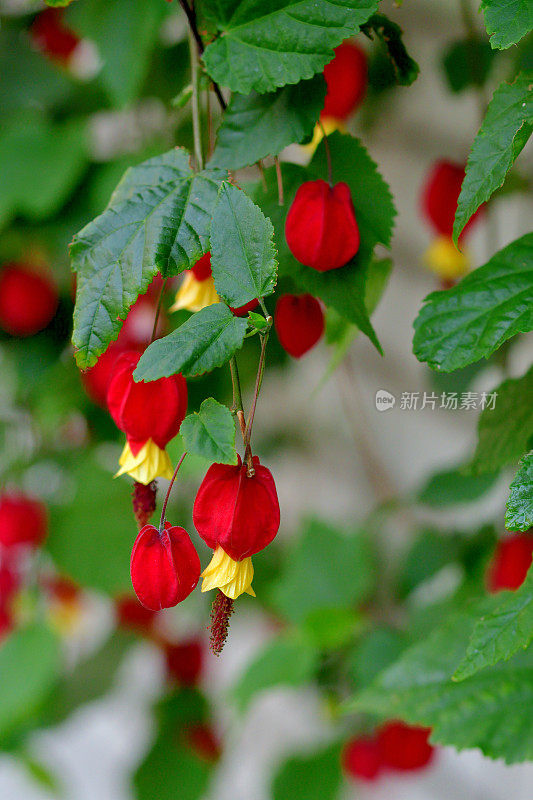 蒂罗尔灯/abutilon megapotamicum 花